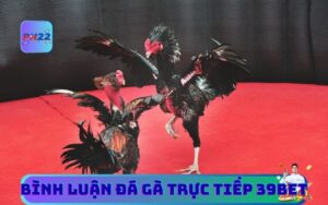 Bình Luận Đá Gà Trực Tiếp 39Bet | Xem Live Sắc Nét