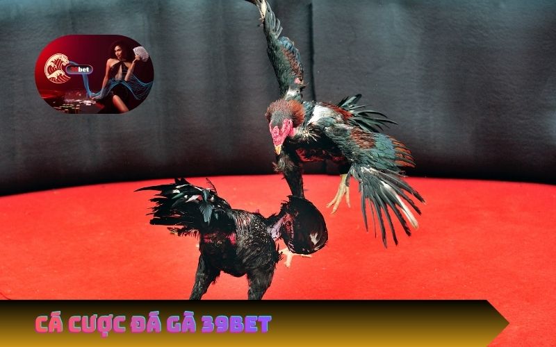 Cách Tham Gia Cá Cược Đá Gà 39Bet