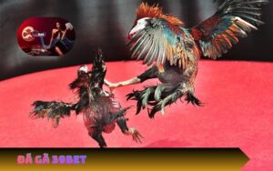 Đá Gà 39Bet | Đá Gà Cựa Sắt, Campuchia, Thomo