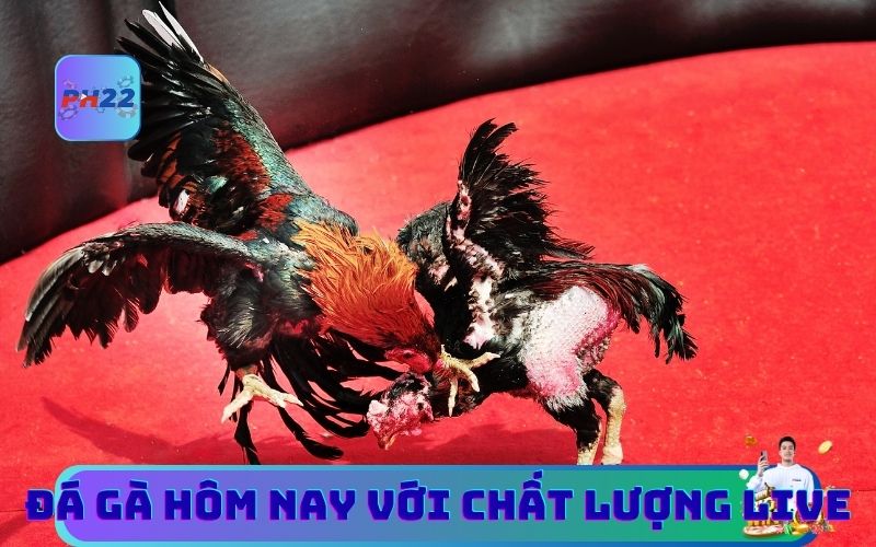 Bình Luận Đá Gà Hôm Nay Với Chất Lượng Live Từ 39Bet
